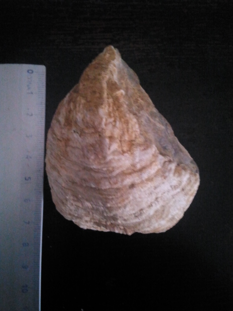 BIvalve non identificato....